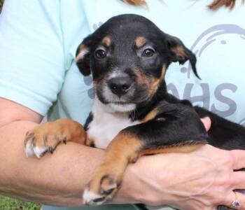 Bronco 44224 -  Retriever Dog for Adoption in Prattville, Alabama - Bronco 44224 | PetCurious