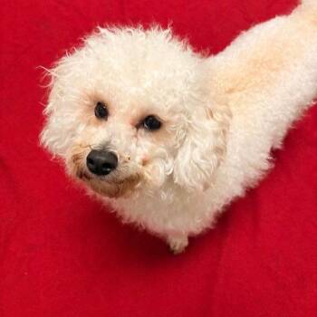 Bichon Frise Dogs Available for Adoption in Burlingame, California - Sardi | PetCurious