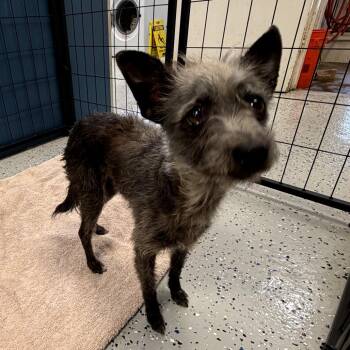 Dorothy -  Yorkshire Terrier and Cairn Terrier Dog for Adoption in San Jacinto, California - Dorothy | PetCurious