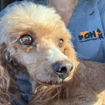 Puff -  Miniature Poodle Dog for Adoption in Normal, Illinois - Puff | PetCurious