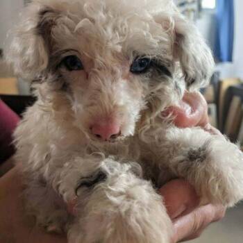 Lambchop (#381) -  Miniature Poodle Dog for Adoption in Twin Lakes, Wisconsin - Lambchop (#381) | PetCurious