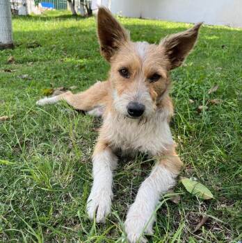 Rescue Jack Russell Terrier and Wire Fox Terrier Dogs for Adoption in Sherwood, Oregon - Apple | PetCurious