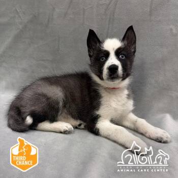 Siberian Husky Dogs Available for Adoption in Irvine, California - RUBY | PetCurious