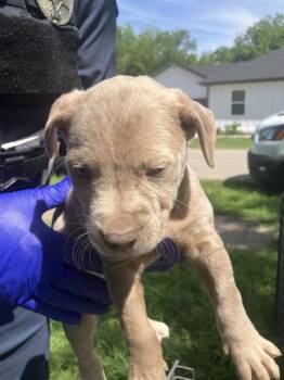 Mixed Breed Dogs Available for Adoption in Dallas, Texas - PUP7 | PetCurious