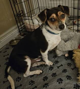 Rescue Chihuahua Dogs for Adoption in Mesa, Arizona - Oreo | PetCurious