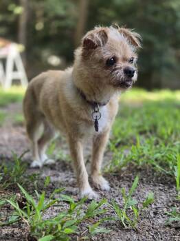 Macy -  Brussels Griffon Dog for Adoption in Williamsburg, Virginia - Macy | PetCurious