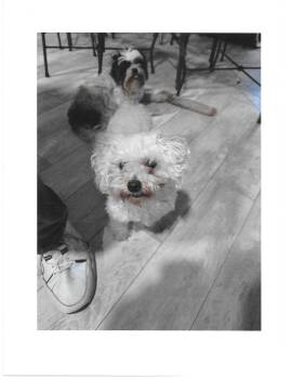 Lambchop -  Miniature Poodle Dog for Adoption in Jefferson, Louisiana - Lambchop | PetCurious