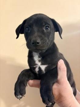 Labrador Retriever and Mixed Breed Dogs Available for Adoption in Morton Grove, Illinois - Xavier | PetCurious