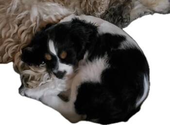 Sprite -  Cavalier King Charles Spaniel Dog for Adoption in Broken Arrow, Oklahoma - Sprite | PetCurious