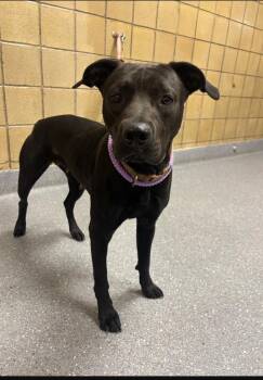 Cleo -  Pit Bull Terrier and Mixed Breed Dog for Adoption in Greenfield, Indiana - Cleo | PetCurious