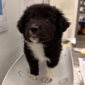 Mixed Breed Dogs Available for Adoption in Park City, Utah - Ryder | PetCurious
