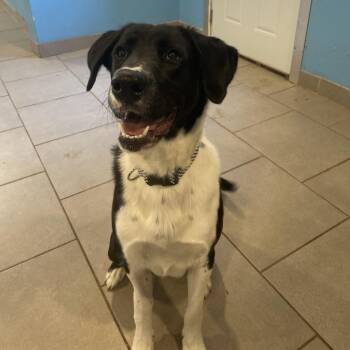 Great Dane and Labrador Retriever Dogs Available for Adoption in West Des Moines, Iowa - Booker | PetCurious