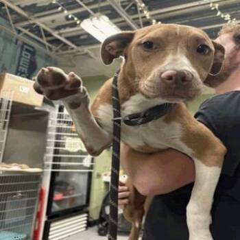 Pit Bull Terrier Dogs Available for Adoption in Indianapolis, Indiana - Maple | PetCurious