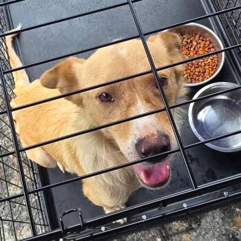 Susie Q -  Golden Retriever and Mixed Breed Dog for Adoption in Rossville, Georgia - Susie Q | PetCurious