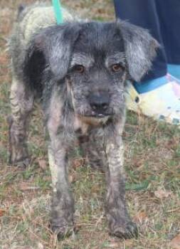 Rescue Terrier Dogs for Adoption in Forrest City, Arkansas - Prissie | PetCurious