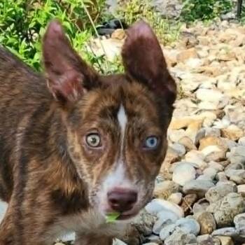 Shepherd and Mixed Breed Dogs Available for Adoption in Austin, Texas - Sedona FJ | PetCurious