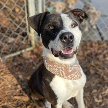 Rescue Pit Bull Terrier Dogs for Adoption in Parrish, Alabama - Angus | PetCurious