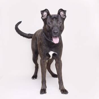 Rescue Mixed Breed Dogs for Adoption in Franklin, Tennessee - Desmond | PetCurious