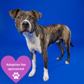 Rescue Pit Bull Terrier Dogs for Adoption in York, Pennsylvania - Petey | PetCurious