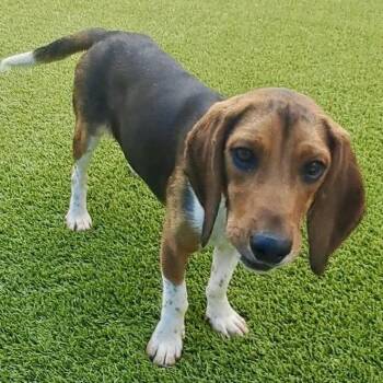 Mercury 2026 -  Beagle and Basset Hound Dog for Adoption in Cincinnati, Ohio - Mercury 2026 | PetCurious