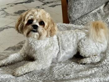 I am a Teddy Bear -  Shih Tzu and Bichon Frise Dog for Adoption in Fort Myers Beach, Florida - I Am A Teddy Bear | PetCurious