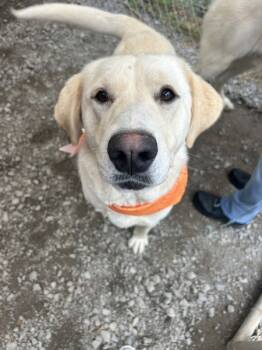 Rescue Great Pyrenees and Labrador Retriever Dogs for Adoption in Morristown, Tennessee - Ellinor | PetCurious
