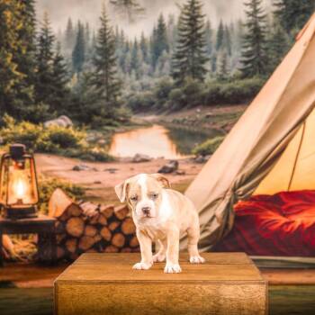 Pit Bull Terrier Dogs Available for Adoption - Levi | PetCurious