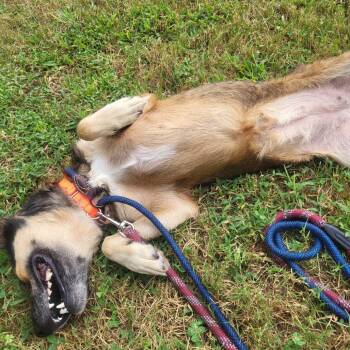 Key -  Husky and Boxer Dog for Adoption in Greensboro, North Carolina - Key | PetCurious