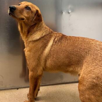 Labrador Retriever Dogs Available for Adoption in Corpus Christi, Texas - Randy | PetCurious