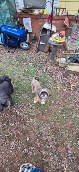 Shih Tzu Dogs Available for Adoption - Hannah | PetCurious