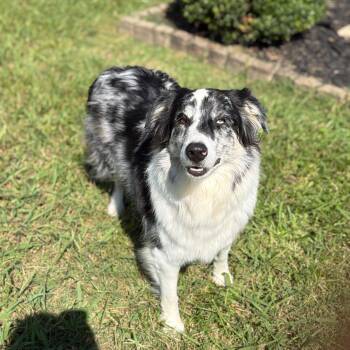 Maverick -  Australian Shepherd Dog for Adoption in Chatham, New Jersey - Maverick | PetCurious
