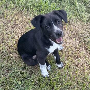 Cruz -  Border Collie and Australian Cattle Dog Blue Heeler Dog for Adoption in Pilot Point, Texas - Cruz | PetCurious