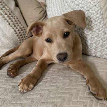 Labrador Retriever and Shepherd Dogs Available for Adoption - Rae | PetCurious