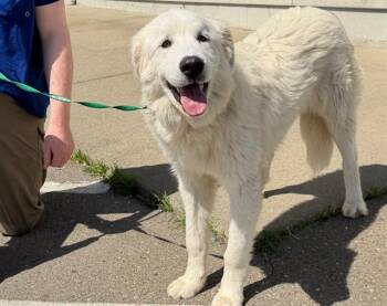 Great Pyrenees Dogs Available for Adoption in Santa Rosa, California - MASON | PetCurious