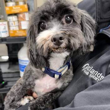 Chocolate -  Miniature Poodle and Mixed Breed Dog for Adoption in Council Bluffs, Iowa - Chocolate | PetCurious