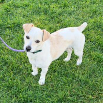 Jack Russell Terrier and Chihuahua Dogs Available for Adoption - Louie | PetCurious