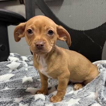 Chiweenie Dogs Available for Adoption - Ketchup | PetCurious
