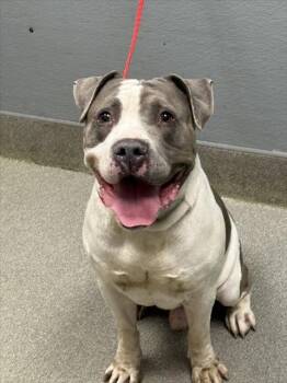 Rescue Pit Bull Terrier Dogs for Adoption in Las Vegas, Nevada - TOODLES | PetCurious