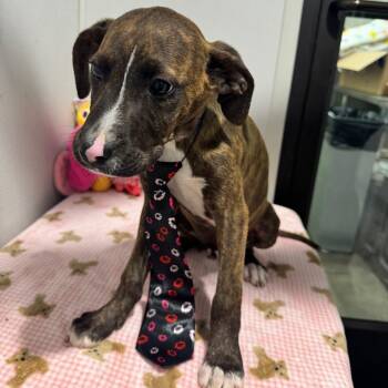 Plott Hound and Boxer Dogs Available for Adoption - Felix | PetCurious