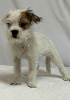 Terrier and Poodle Dogs Available for Adoption in Cincinnati, Ohio - BUGSY | PetCurious