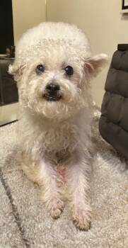 Mikey -  Maltipoo Dog for Adoption in Sumter, South Carolina - Mikey | PetCurious