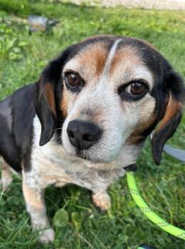 Hagan -  Beagle Dog Available for Adoption in Warren, Ohio - Hagan | PetCurious