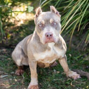 SHEILA -  Pit Bull Terrier Dog for Adoption in Camarillo, California - SHEILA | PetCurious
