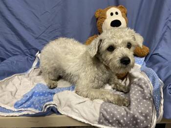 Havanese and Mixed Breed Dogs Available for Adoption in Modesto, California - A609093 | PetCurious