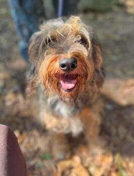 Girl Scout -  Mixed Breed Dog for Adoption in Wayne, New Jersey - Girl Scout | PetCurious