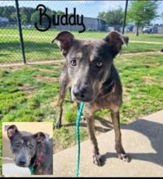 Retriever and Mixed Breed Dogs Available for Adoption in Blountville, Tennessee - Buddy | PetCurious