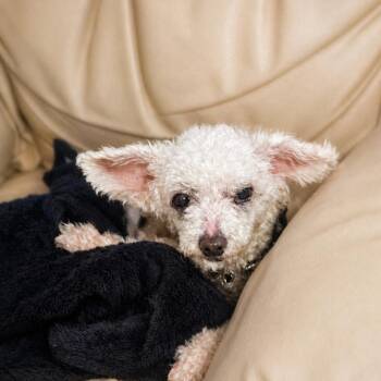 Miniature Poodle Dogs Available for Adoption in Houston, Texas - Louise | PetCurious