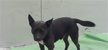 GUARDIAN -  German Shepherd Dog and Mixed Breed Dog for Adoption in Houston, Texas - GUARDIAN | PetCurious