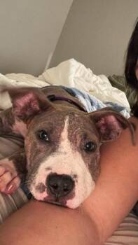 Bob -  American Bully Dog for Adoption in Dallas, Texas - Bob | PetCurious