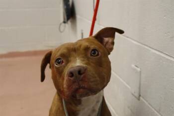 Rescue Mixed Breed Dogs for Adoption in Columbia, South Carolina - BRONZE | PetCurious